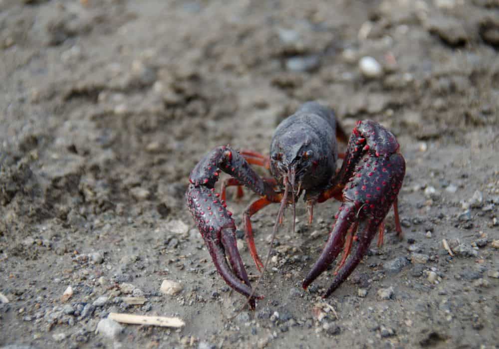 The Physical Characteristics of the Crawdads