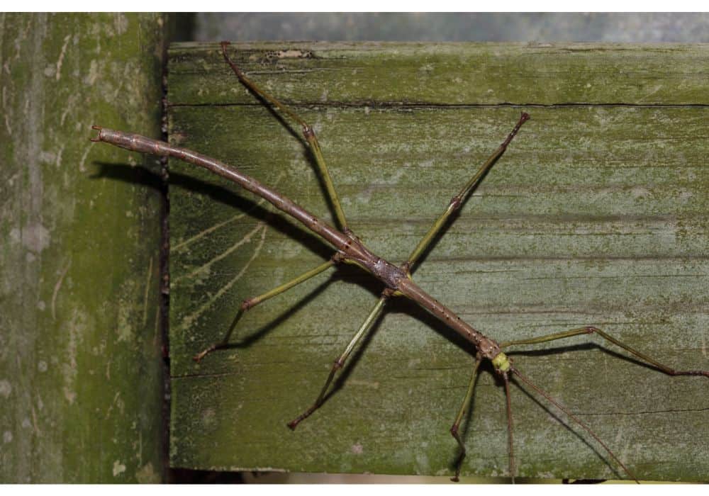 The Physical Characteristics of the Walking Stick Bugs