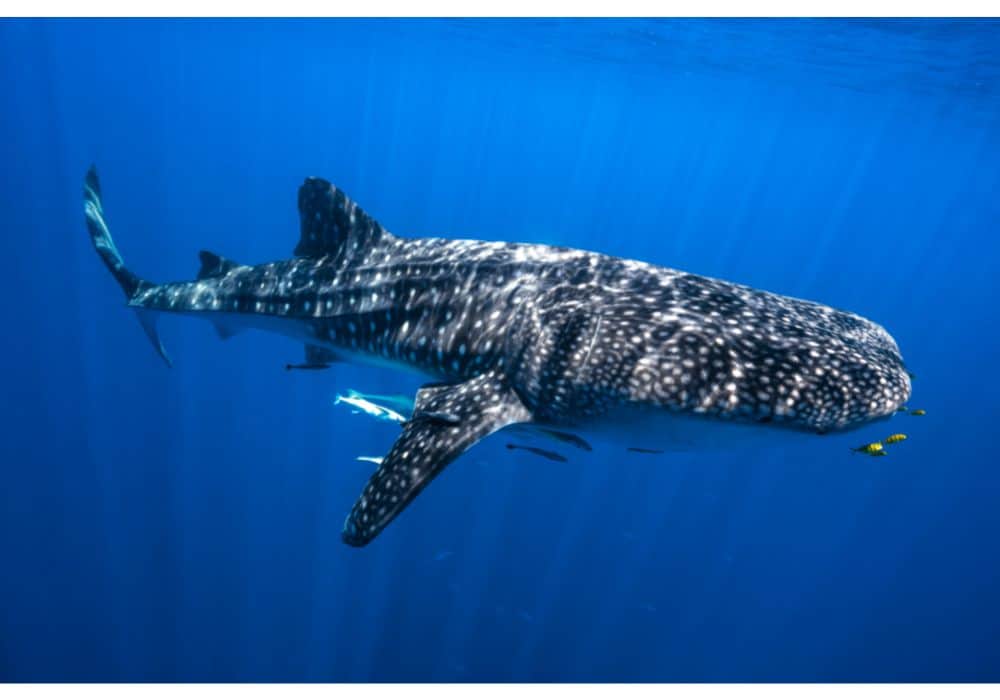 The Physical Characteristics of the Whale Sharks