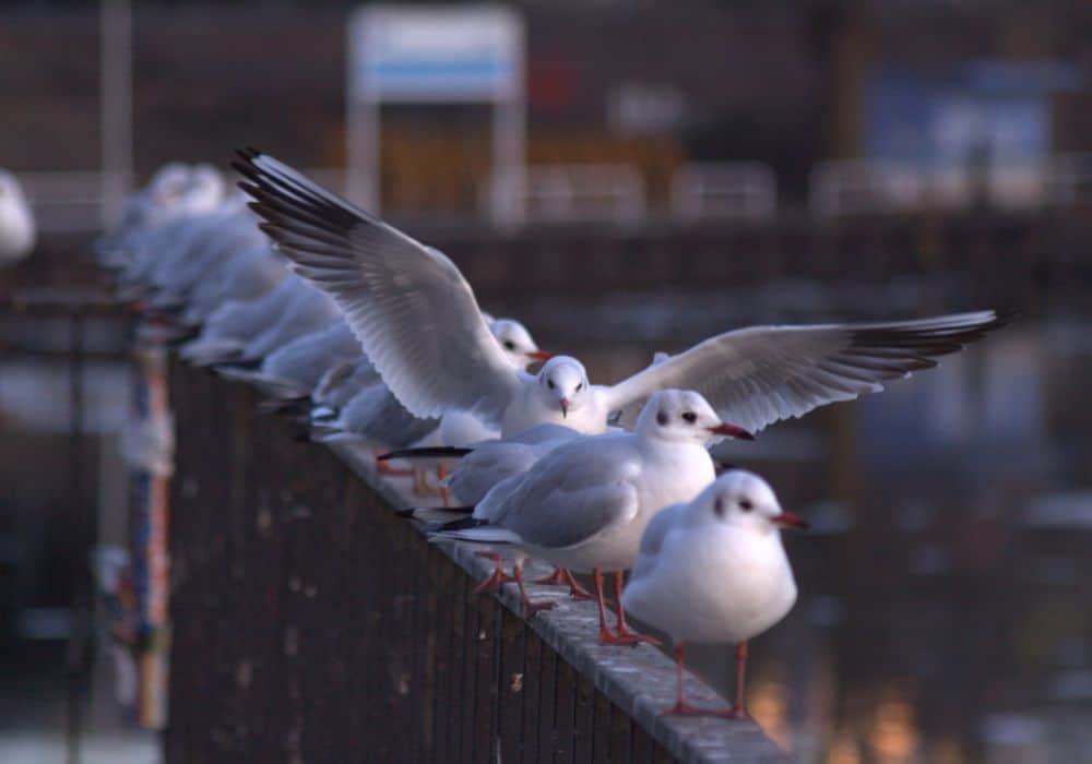 Gull Symbolism: 10 Spiritual Meanings of Gull