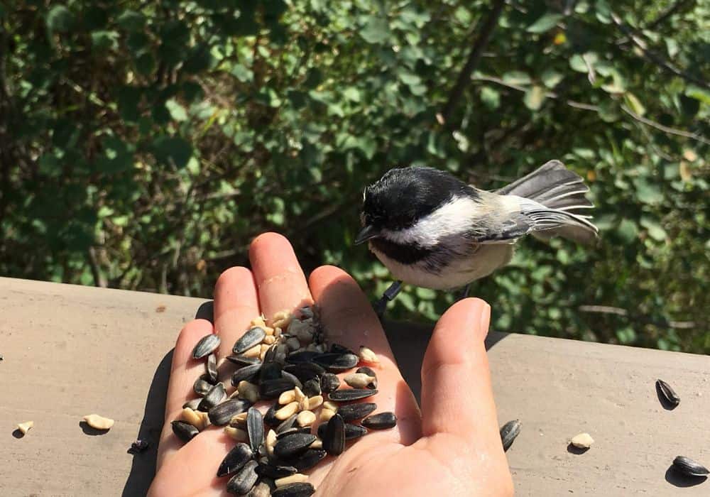 Tips for Attracting Chickadees to Your Garden