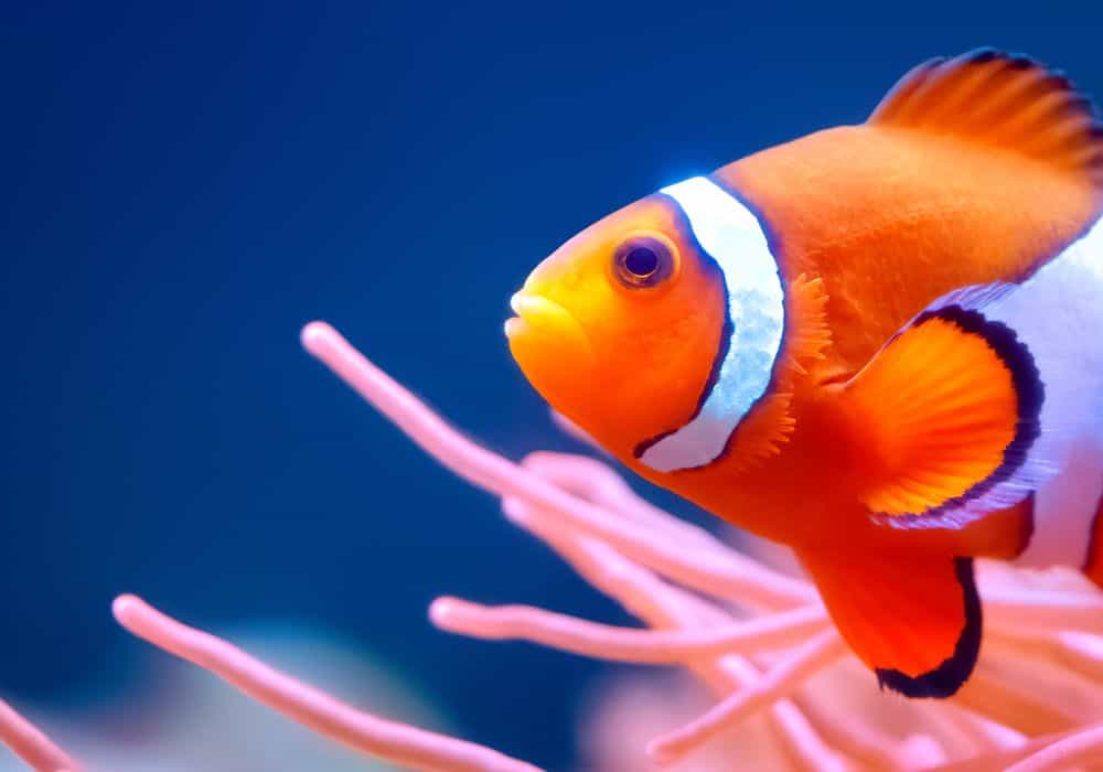 Tips on Feeding Clownfish