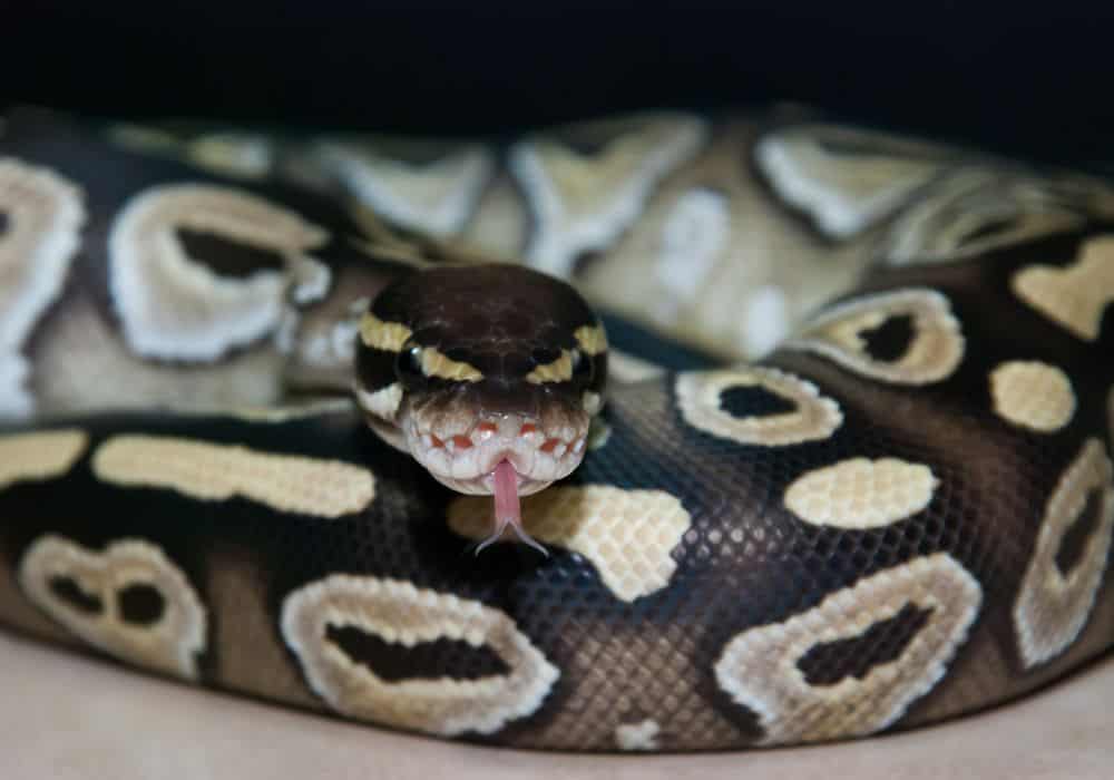 Tips on feeding ball pythons