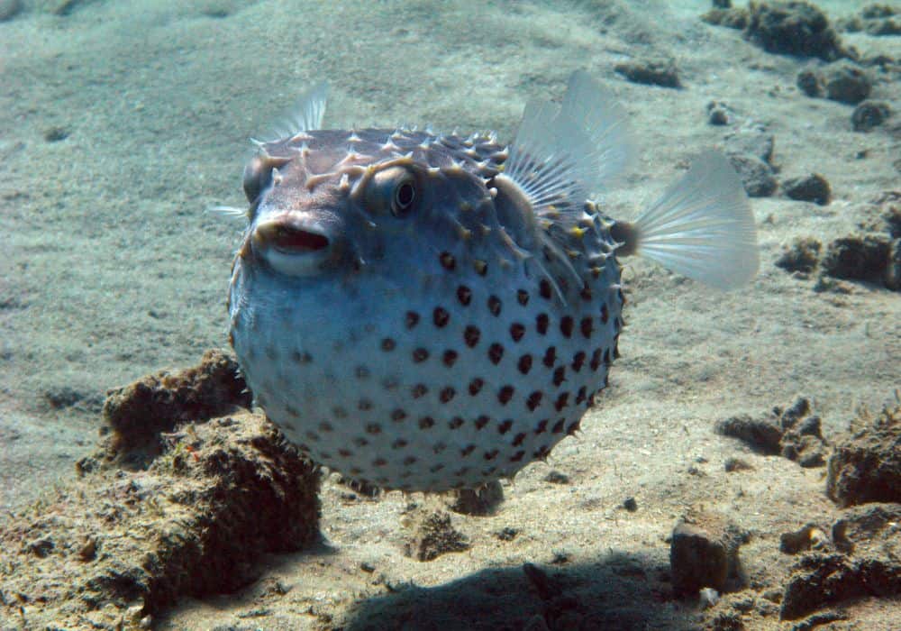 What Are Pufferfish