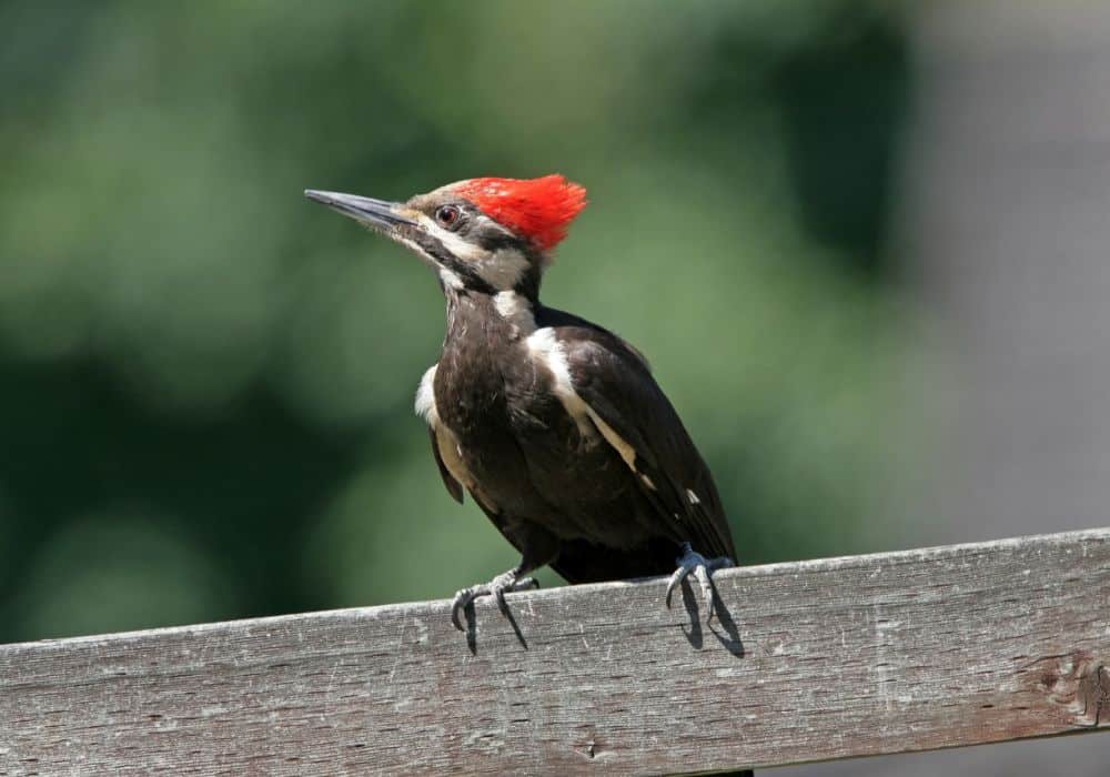 What Attracts Woodpeckers To Your Yard