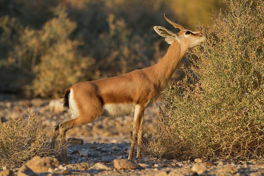 What Do Antelopes Eat
