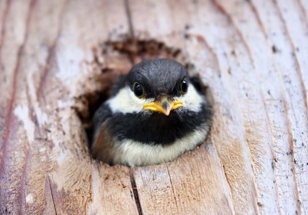 What Do Baby Chickadees Eat