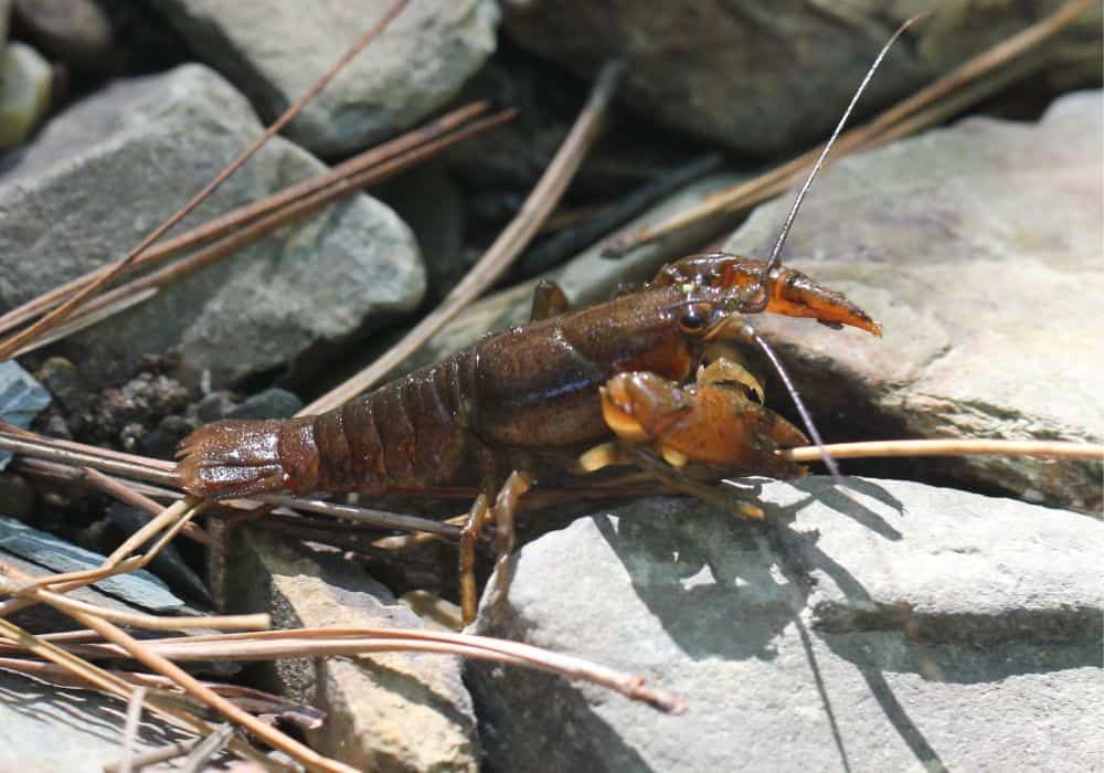 What Do Crawdads Eat?