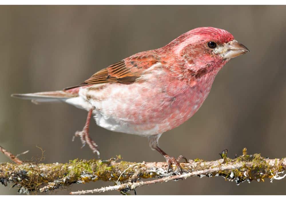 What Do Different Types of Finches Eat?