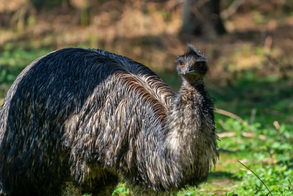 What Do Emus Eat?