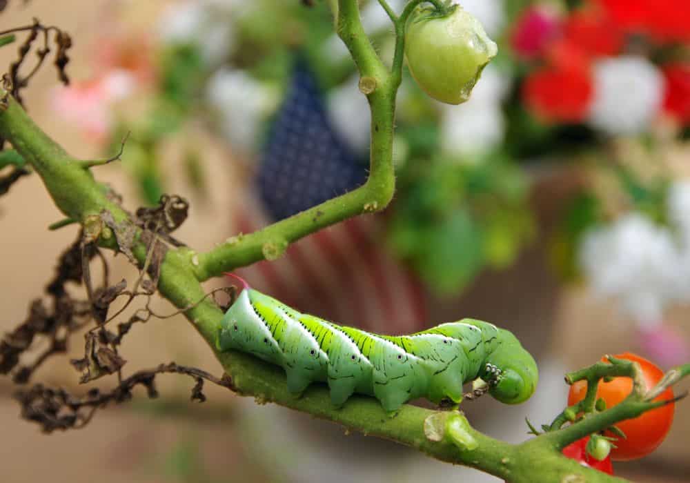 What Do Hornworms Eat in the Wild