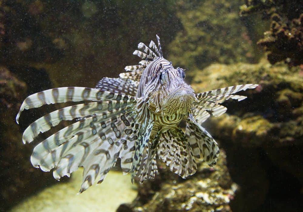 What Do Lionfish Eat in Captivity