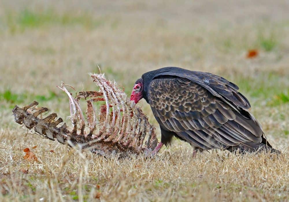 What do turkey vultures eat?