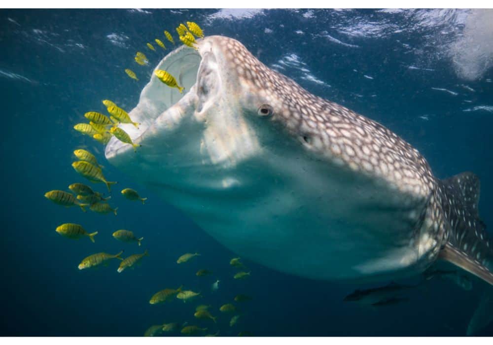 What Do Whale Sharks Eat?