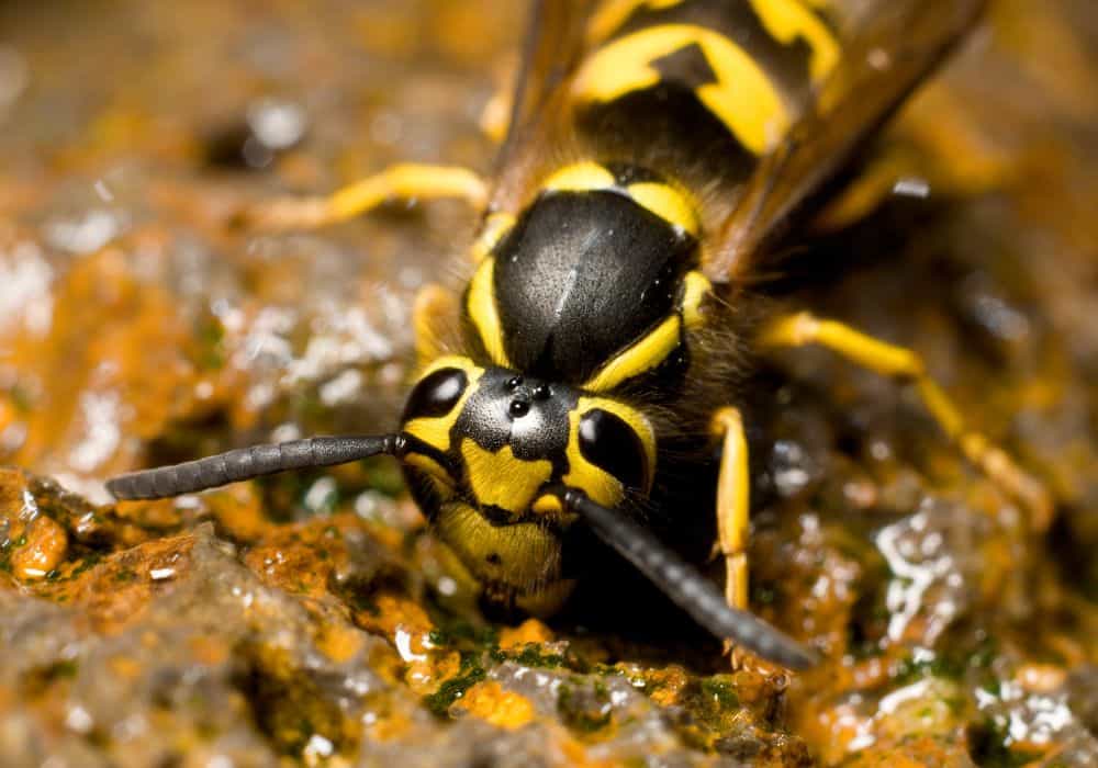What Do Yellow Jackets Eat?