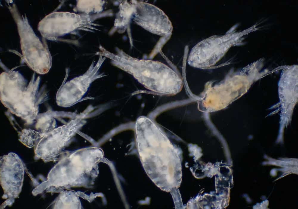 What Do Zooplankton Eat