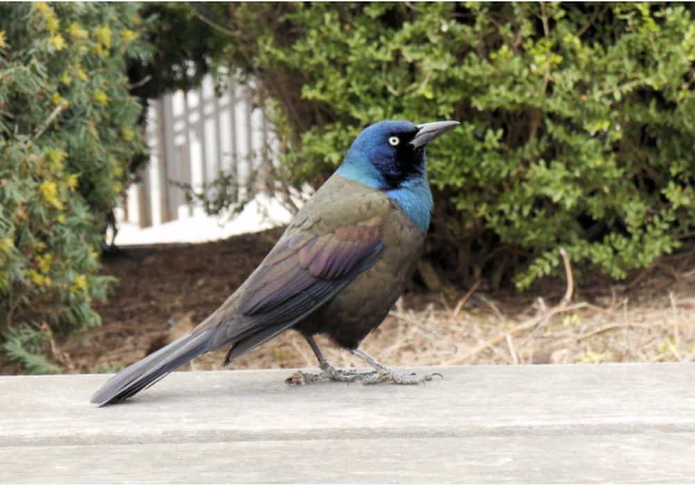 What Does It Mean If You Encounter With A Grackle?