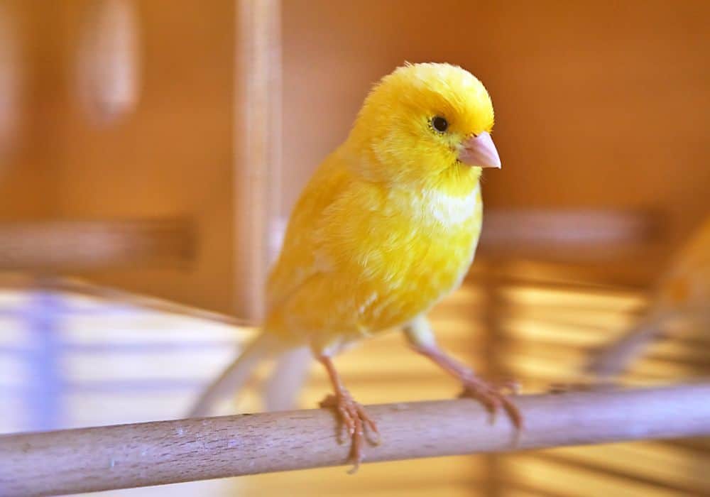 What can encountering a canary in real life mean?