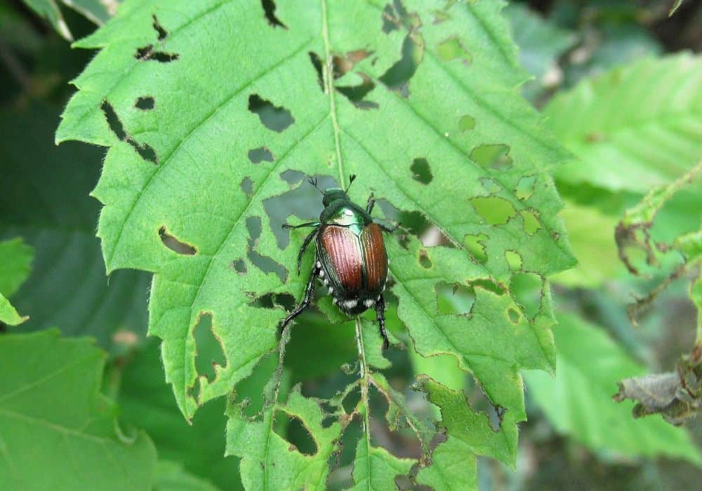 What do Japanese beetles eat?
