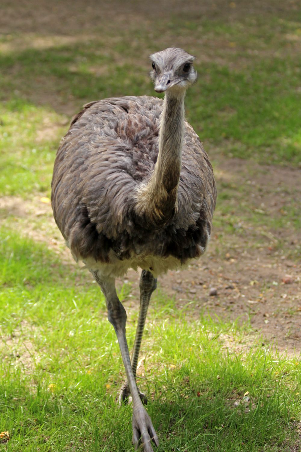 What do captive emus at different ages eat?