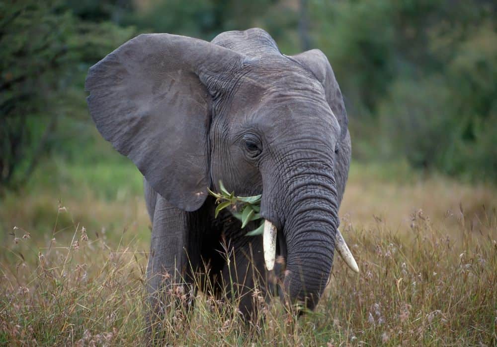 What do different African elephant species eat