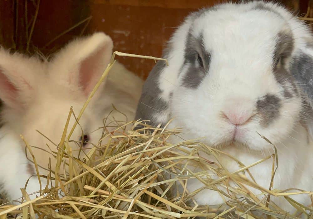 What do pet rabbits eat