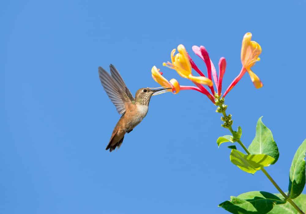 What it could mean if a hummingbird interacts with you?