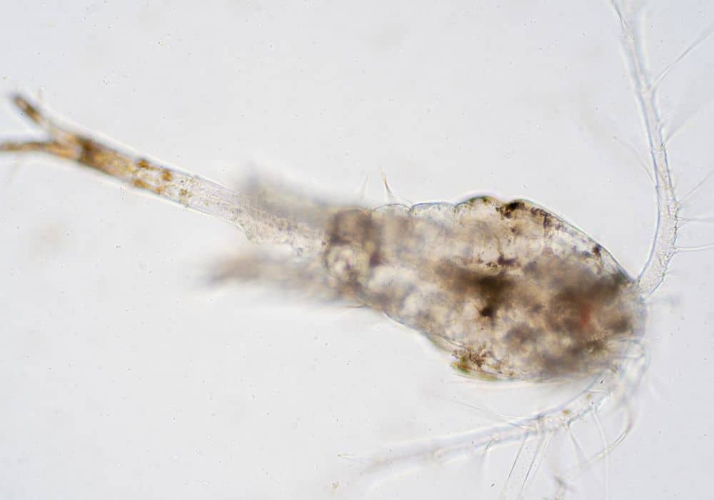 Where Do Zooplankton Live in the Ocean