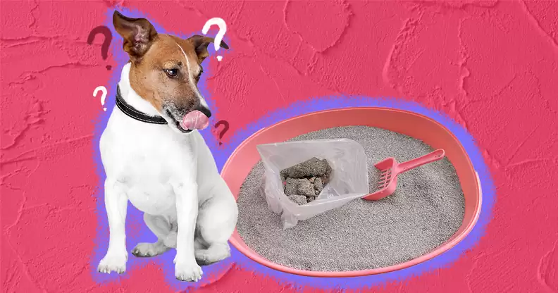 Why Do Dogs Eat Cat Poop? 