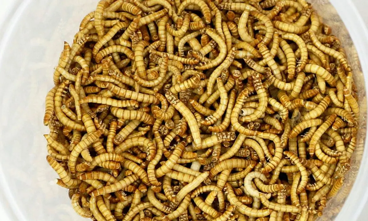 Yellow Mealworms