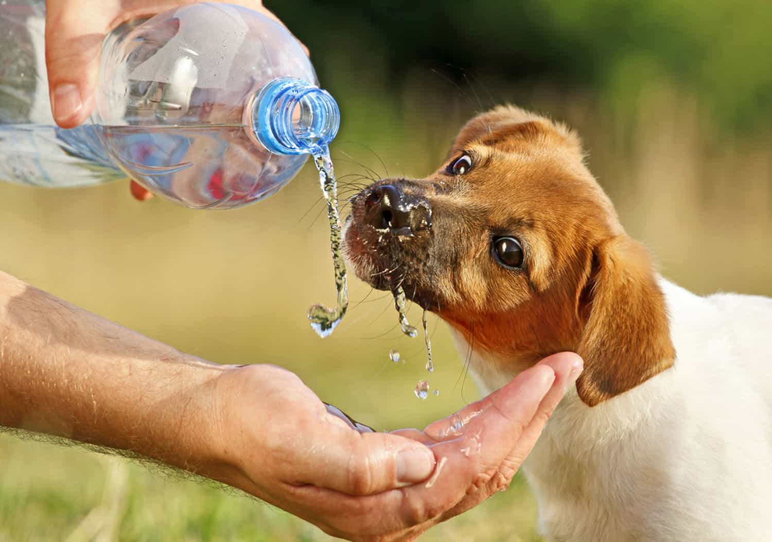 A puppy drinking water from a bottle