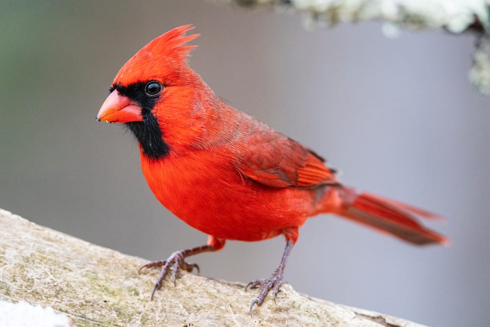cardinal symbolism