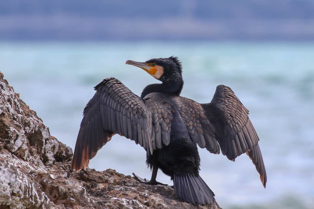 cormorant symbolism