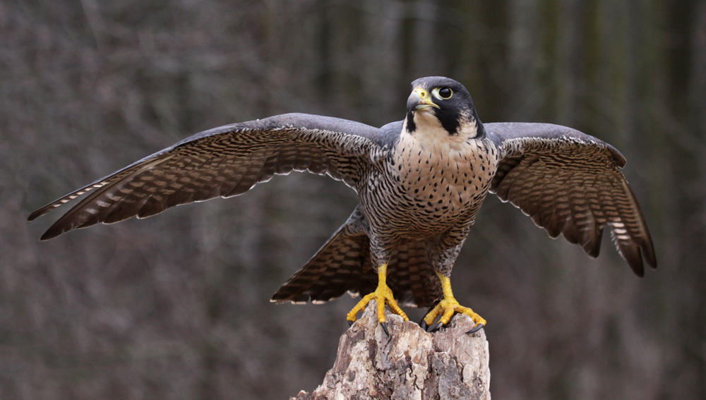 falcon symbolism
