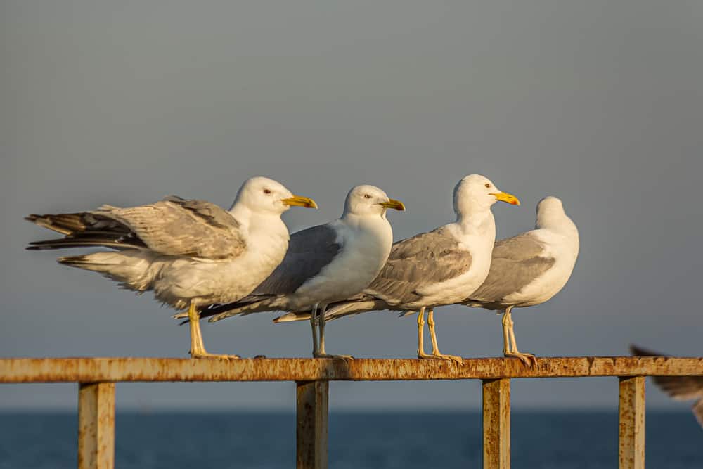 Gull Symbolism: 10 Spiritual Meanings of Gull