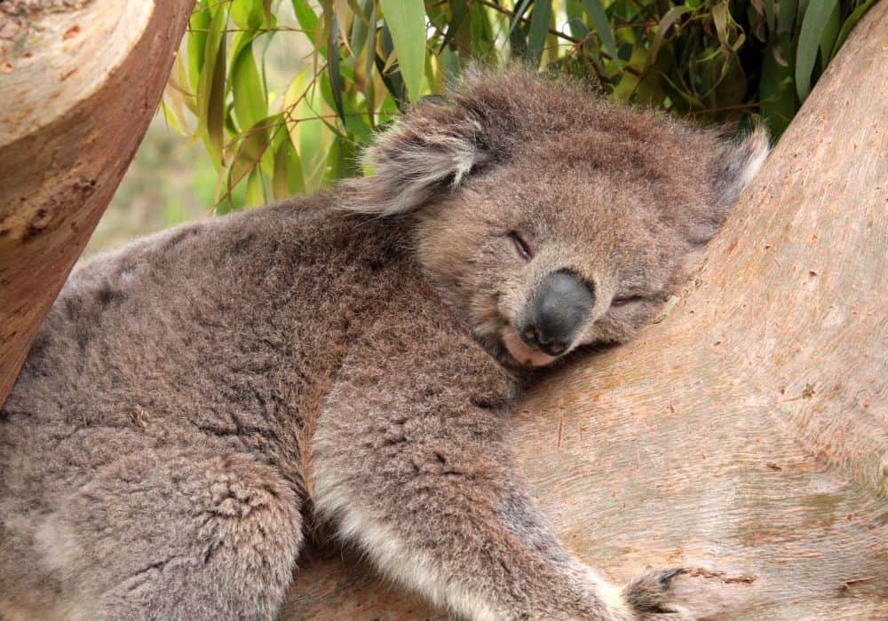 koala bear 4