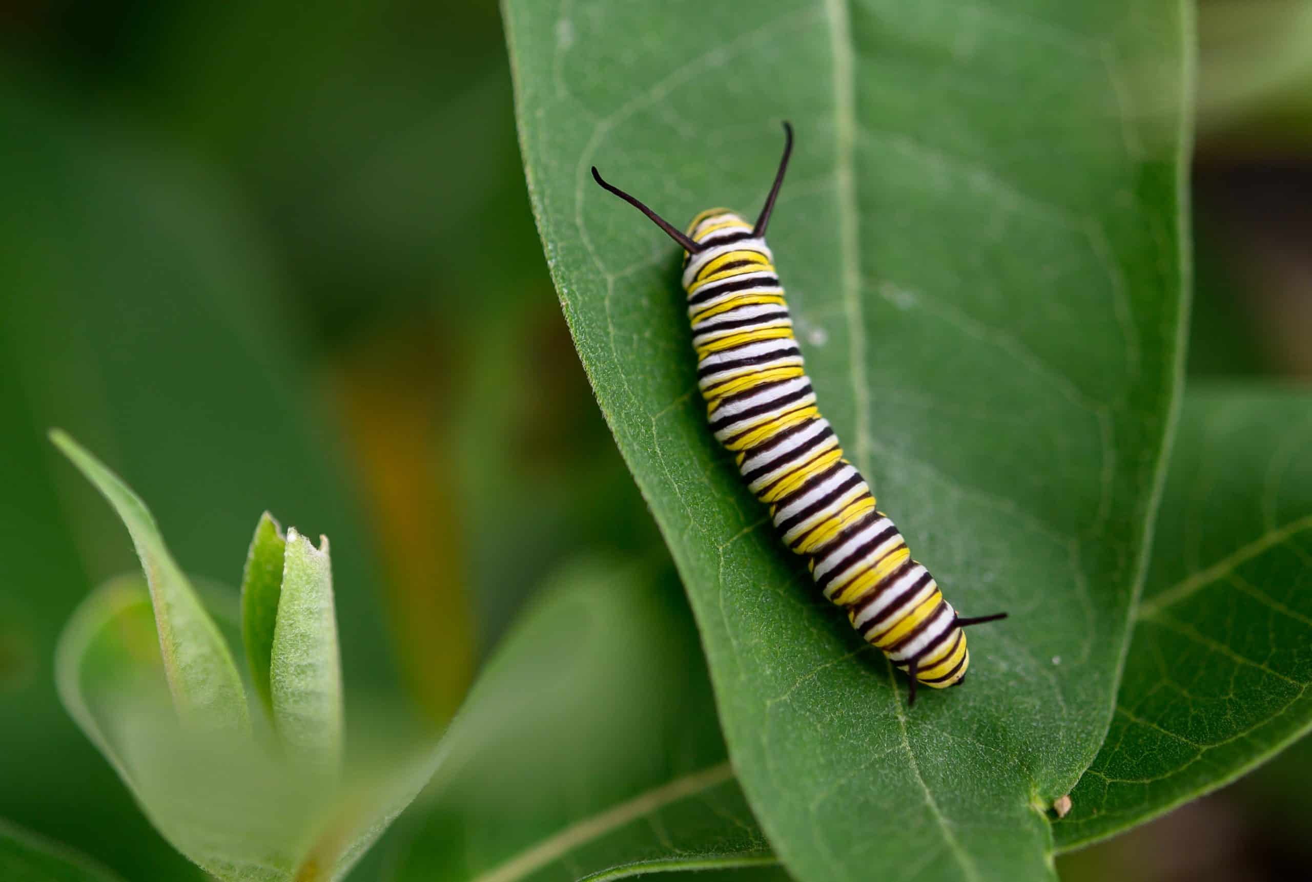monarch caterpillar 1
