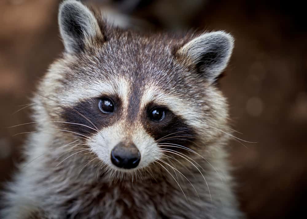Raccoon Symbolism: 15 Spiritual Meanings of Raccoon