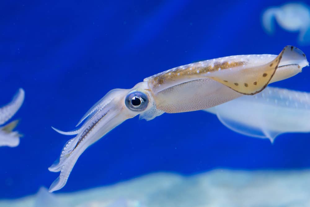 What Do Squids Eat? (Diet & Facts)
