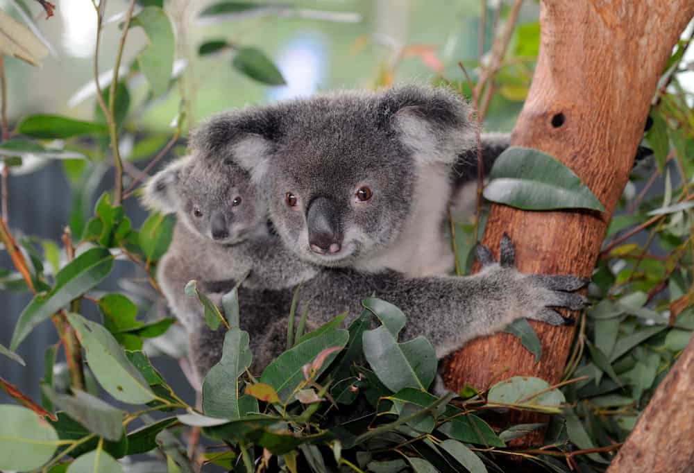 what do koala bears eat