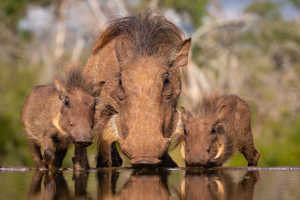 what do warthogs eat