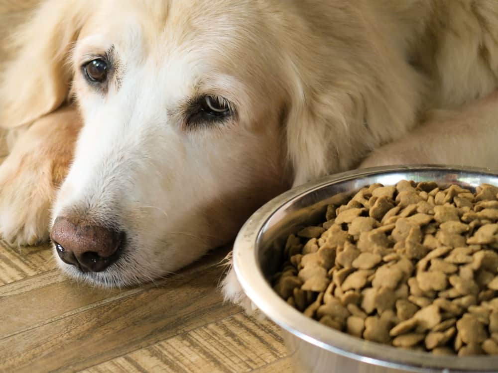 what to feed a sick dog that won't eat