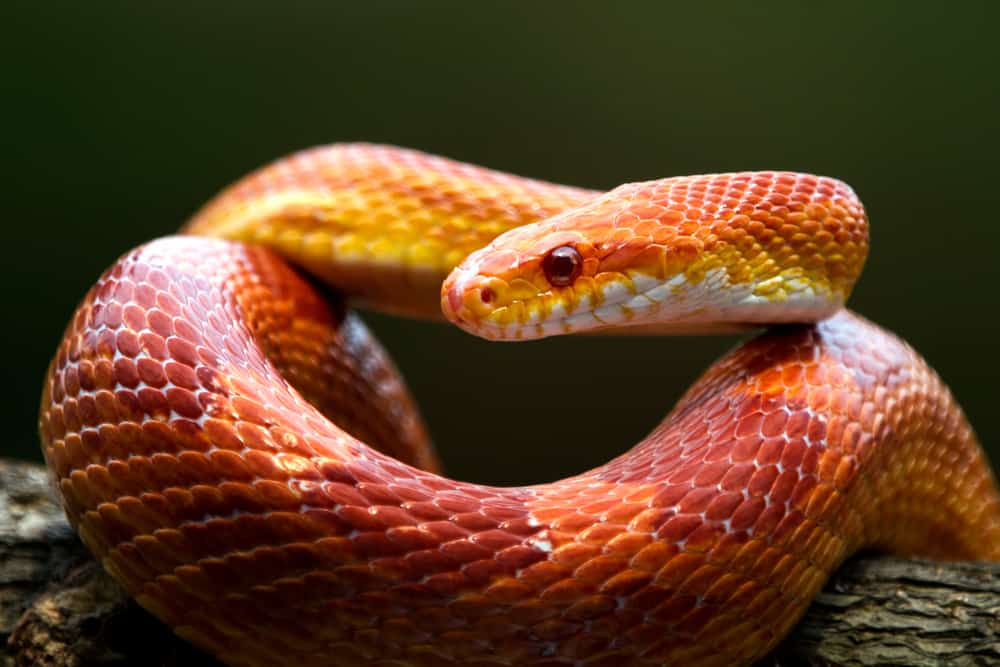 What Do Corn Snakes Eat? (Diet, Care & Feeding Tips)