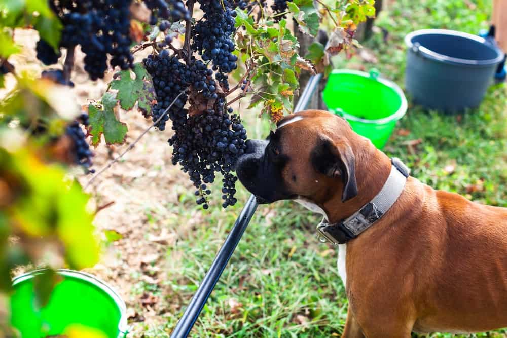 Can dogs Eat Grapes