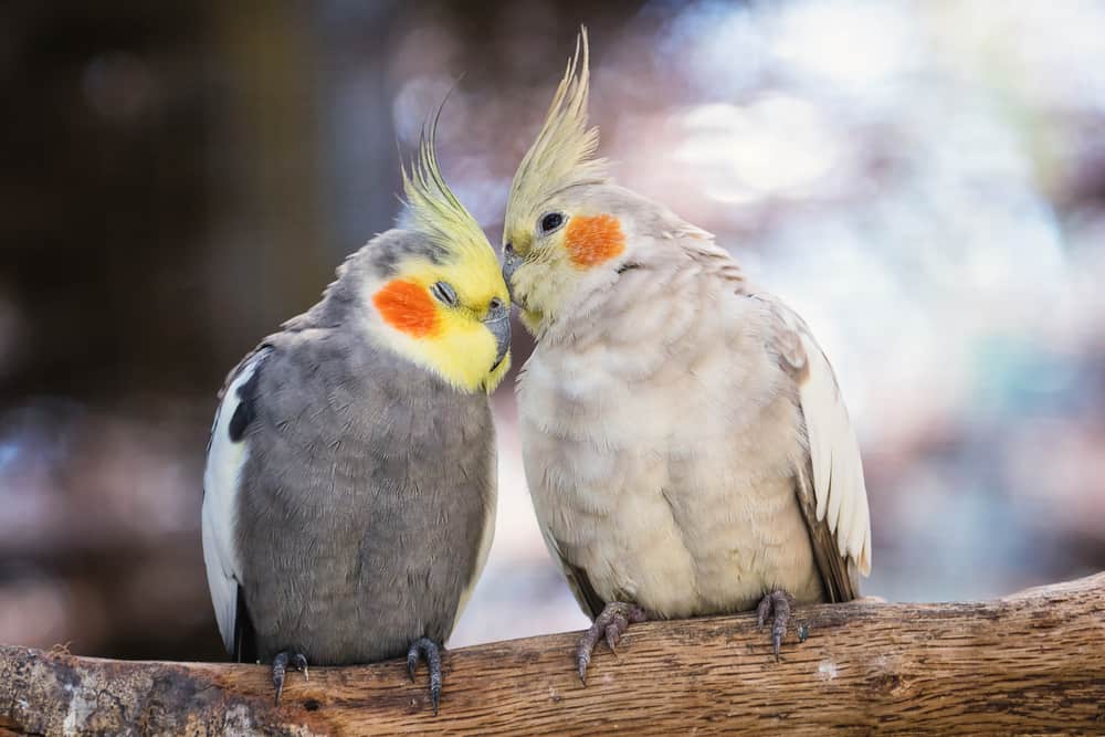what does cockatiels eat