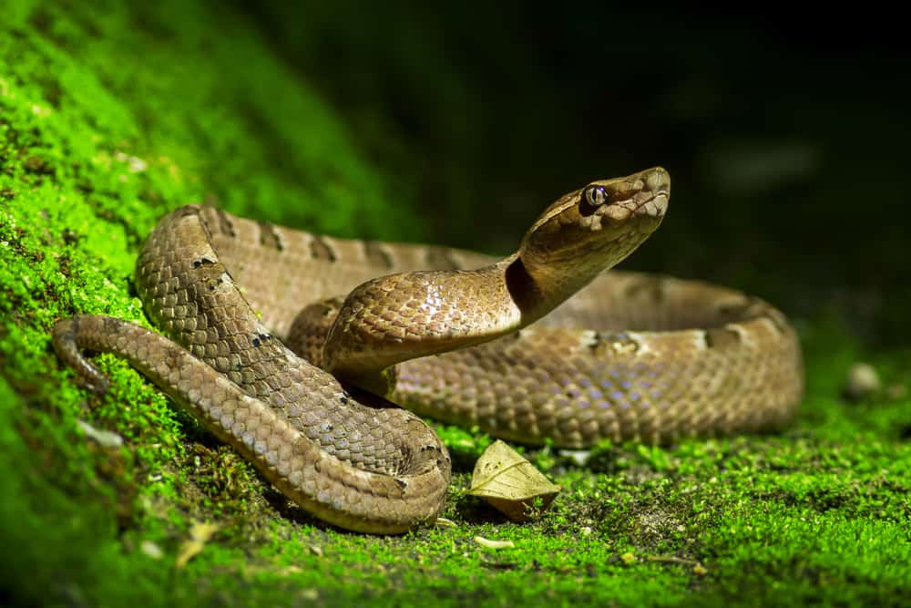 17 Major Snake Predators Around The World