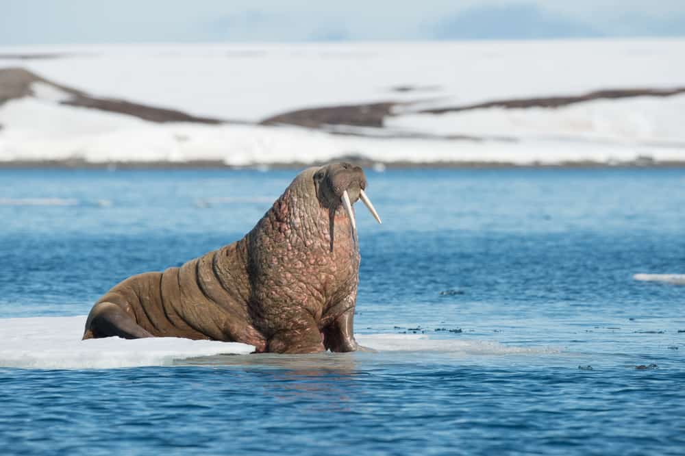 13 Things Walruses Like To Eat (Diet & Facts)