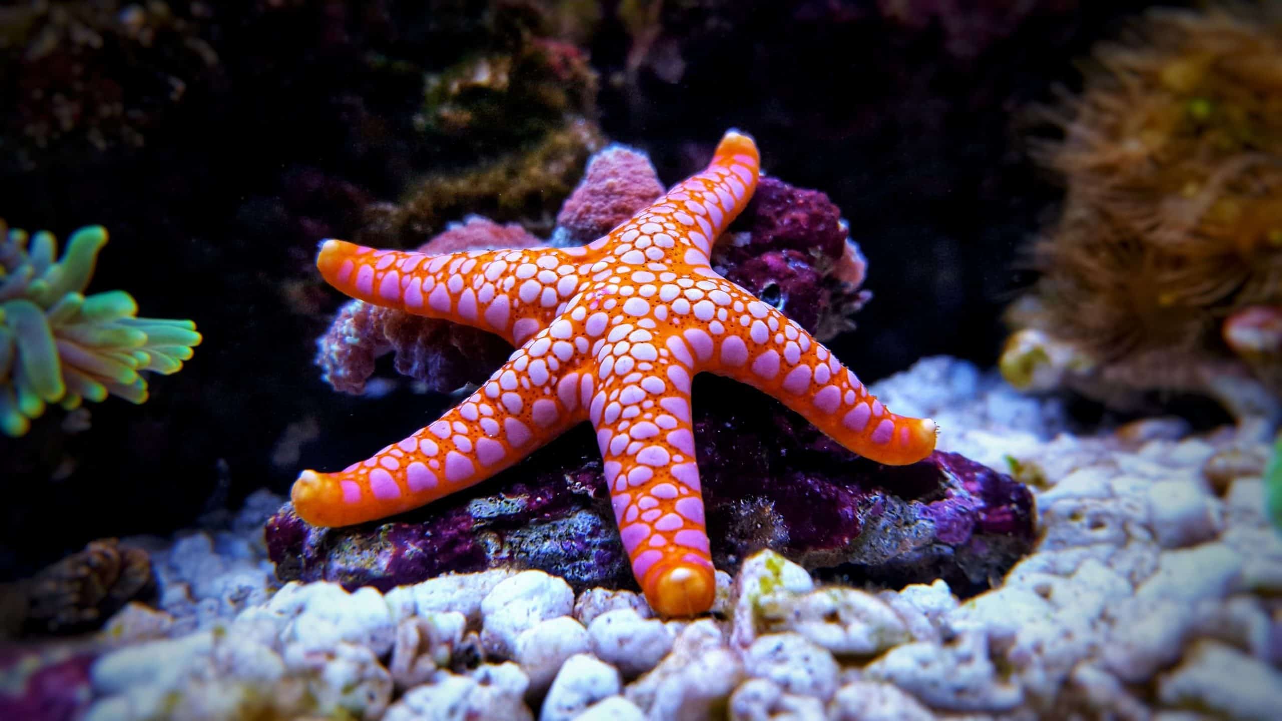 starfish in aquarium