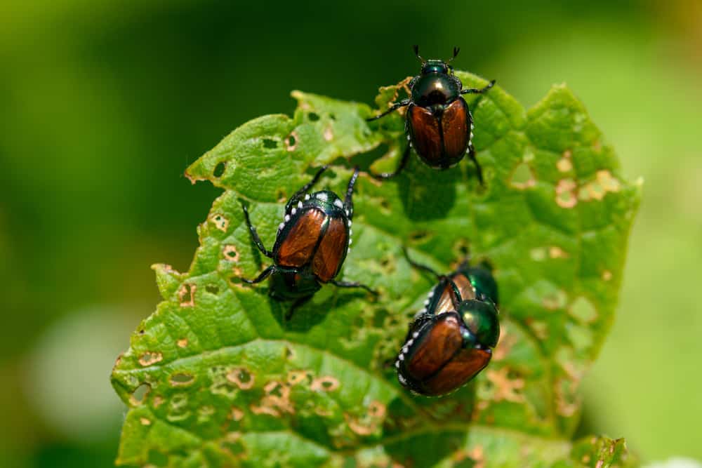 what do japanese beetles eat