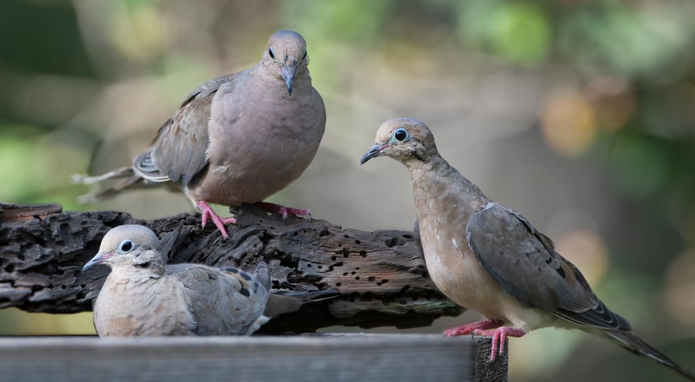 what do mourning doves eat